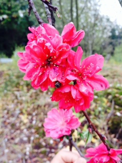 庭木 花木 果樹のグリーンサプライきりしま 本日の樹木 花桃 照手 はなもも てるて 花海棠 はなかいどう