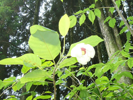 庭木 花木 果樹のグリーンサプライきりしま 本日の樹木 大山蓮華 オオヤマレンゲ