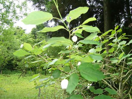 庭木 花木 果樹のグリーンサプライきりしま 本日の樹木 大山蓮華 オオヤマレンゲ