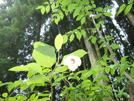 庭木 花木 果樹のグリーンサプライきりしま 本日の樹木 大山蓮華 オオヤマレンゲ